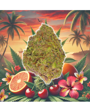 Tropicana Cherry | 24.1%